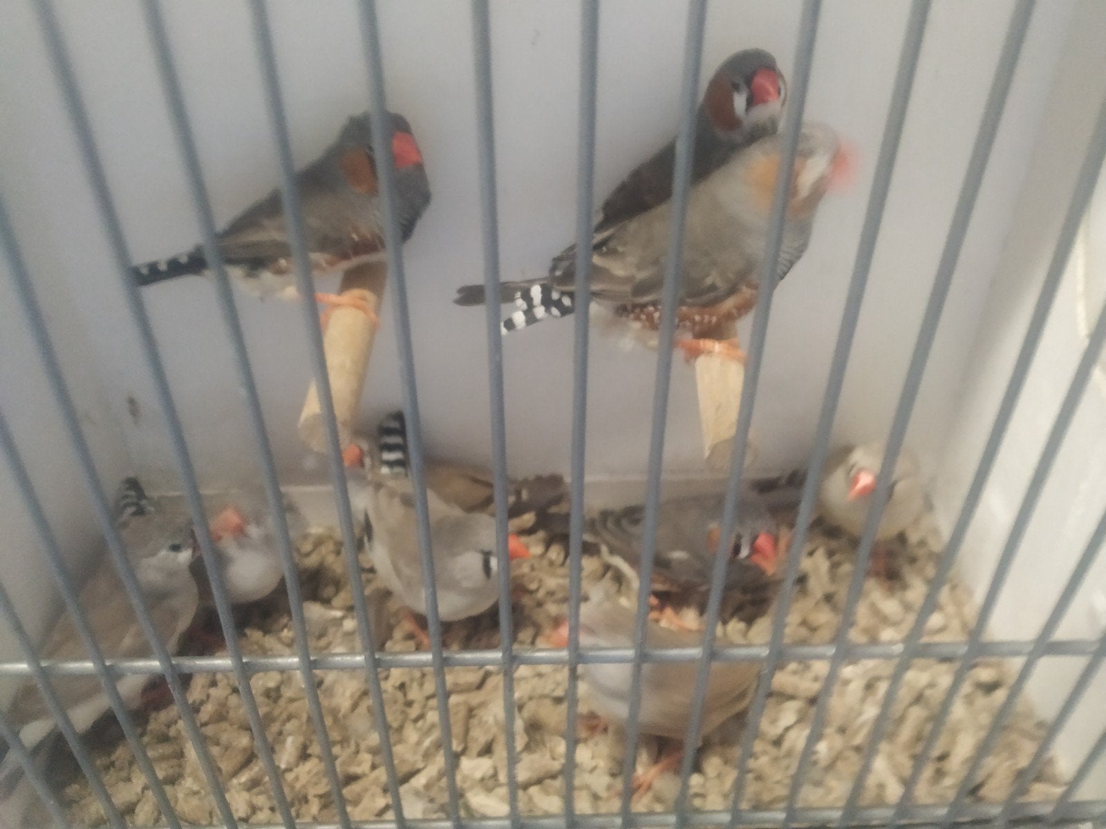Zebravinken, Meerdere dieren