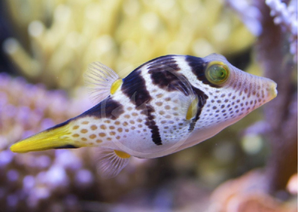 Zeeaquarium vis, Vis, Zoutwatervis