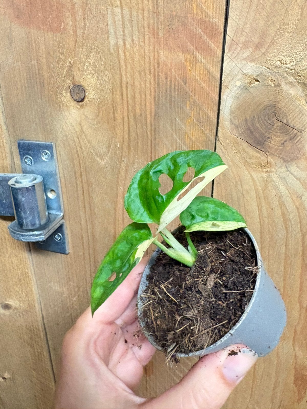 Monstera adansonii monkeymask plant albo white variegata, Huis en Inrichting, Kamerplanten, Ophalen of Verzenden, Halfschaduw