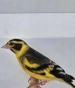 Te koop gevraagt Himalaya groenling pop, Dieren en Toebehoren, Vogels | Overige Vogels, Vrouwelijk