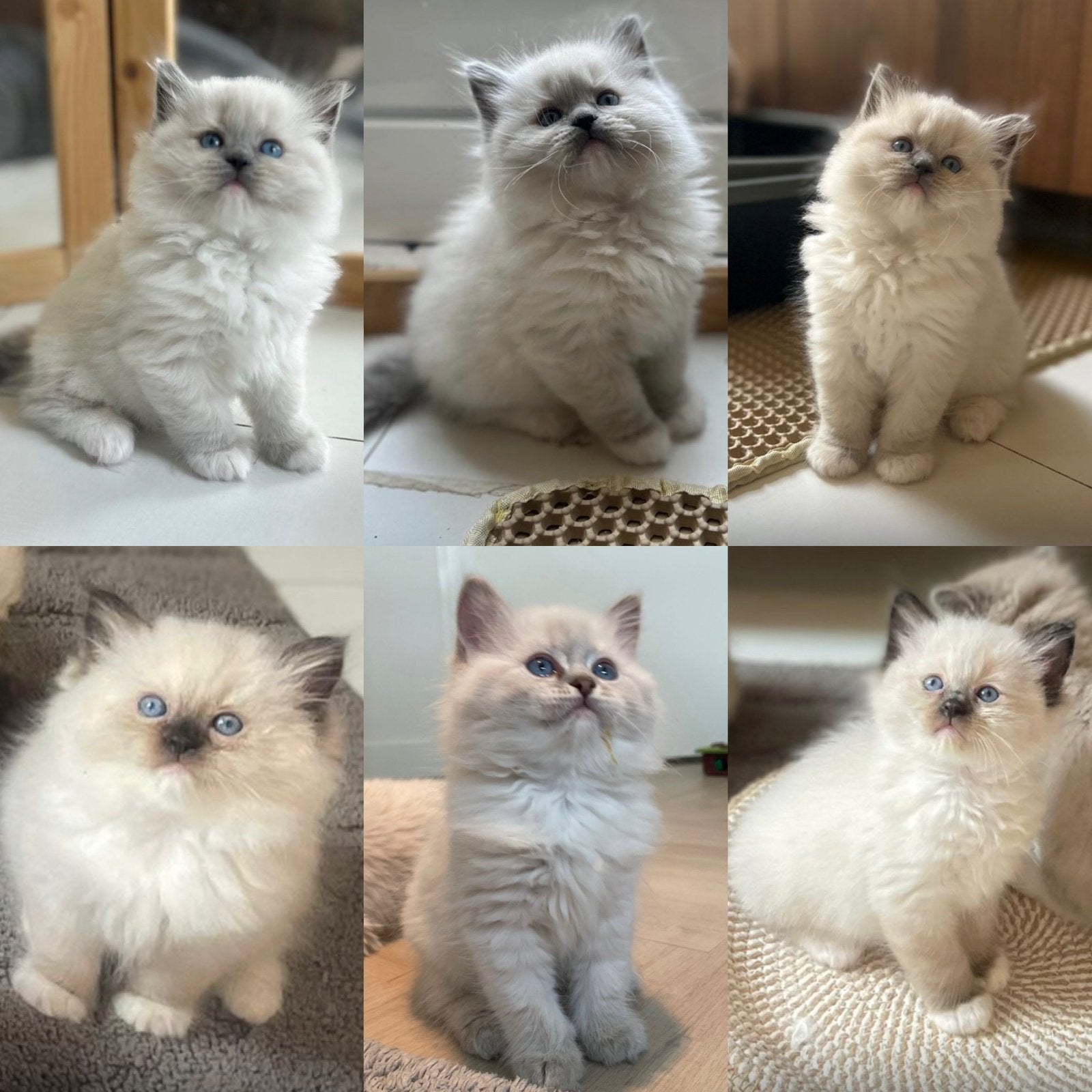 Prachtige ragdoll kittens met stamboom, Dieren en Toebehoren, Katten en Kittens | Raskatten | Langhaar, Meerdere dieren, Ontwormd