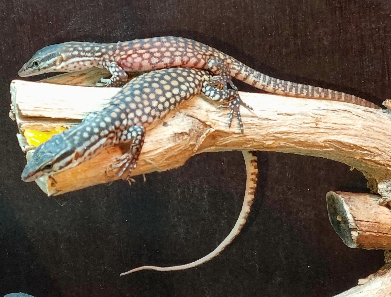 Varanus Acanthurus nk 2026 Monitor Lizard photo 2