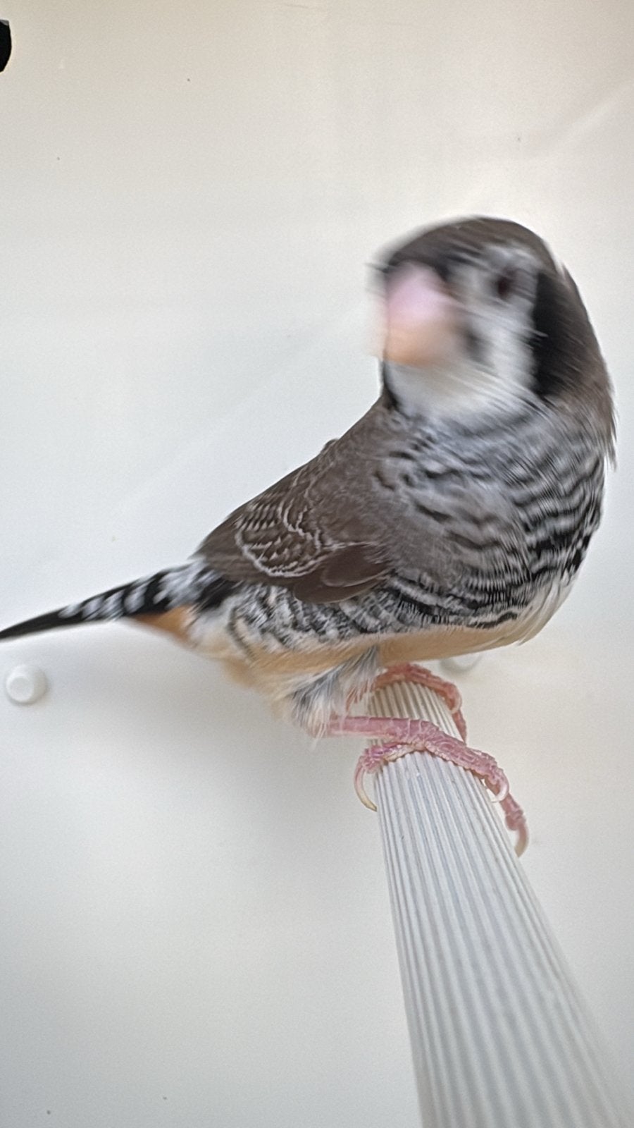 bichinow x zebravink, Dieren en Toebehoren, Vogels | Overige Vogels, Mannelijk