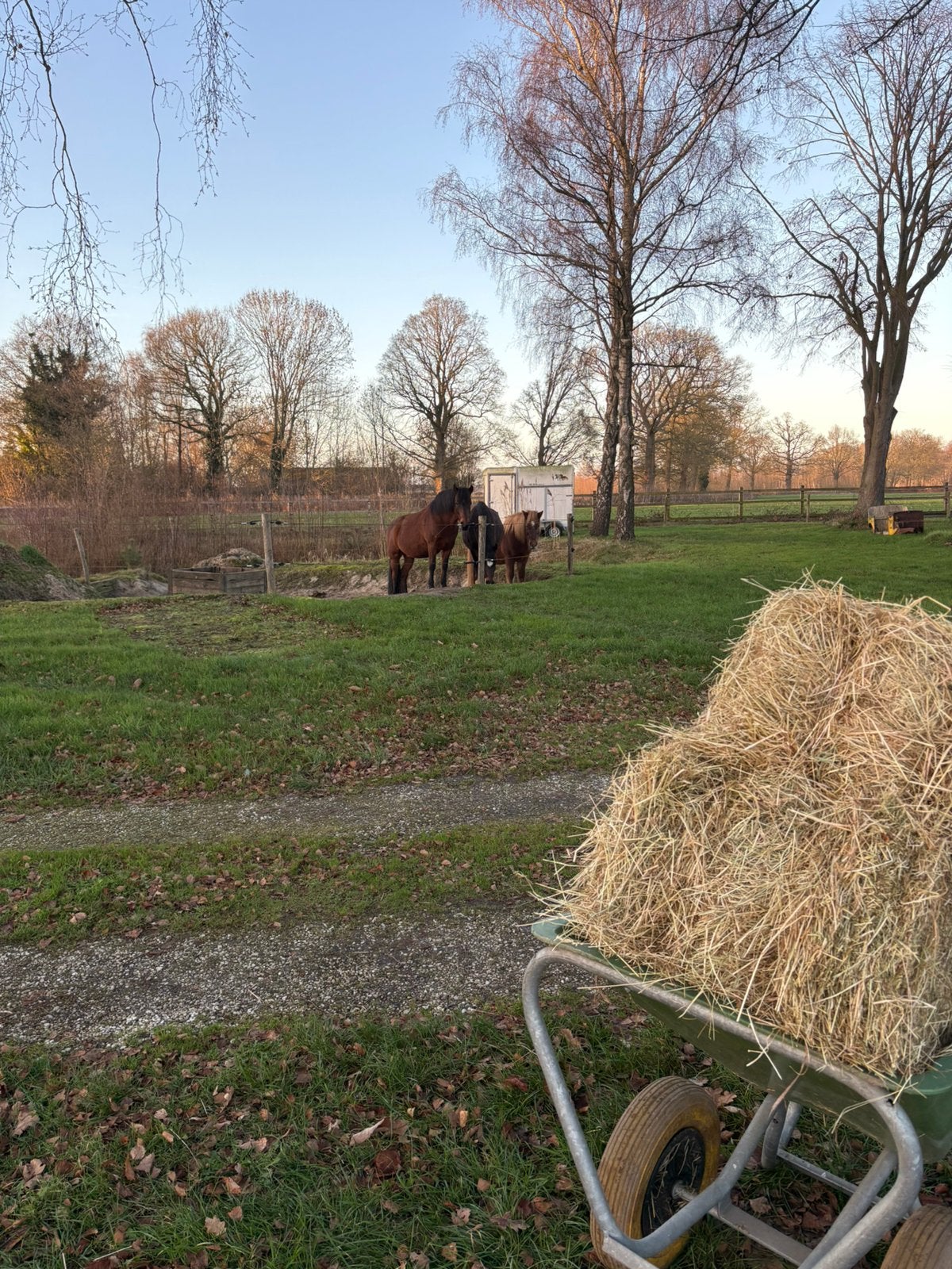 Gezocht: verzorger/grondwerker/berijder, 2 of 3 paarden of pony's