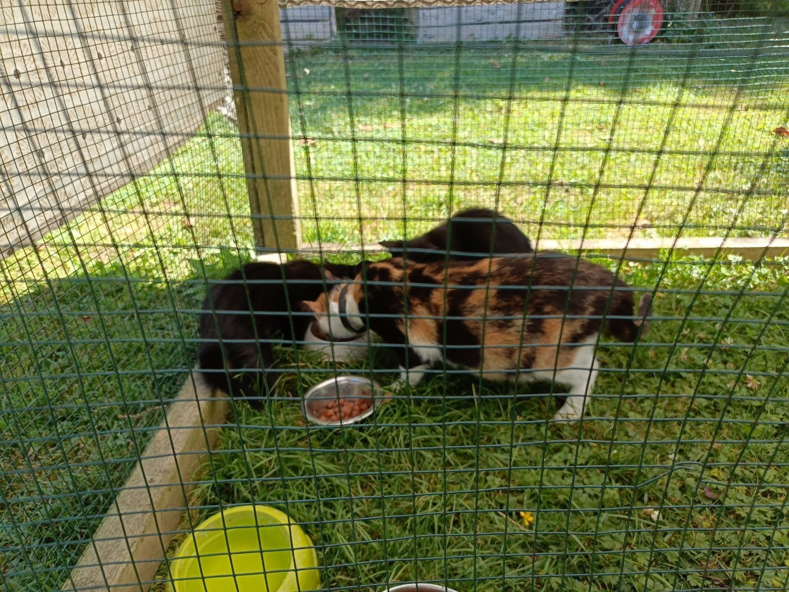 boerderij kittens, Dieren en Toebehoren, Kater, Kortharig, 0 tot 2 jaar