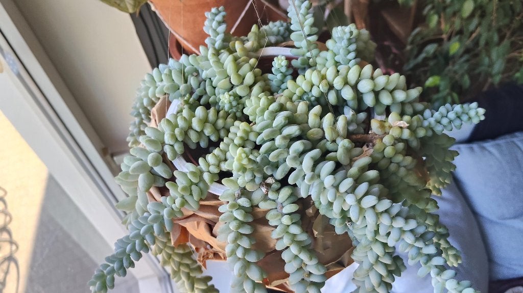 Sedum morganianum 'Burrito' | chubby succulent cuttings, Vetplant, Ophalen of Verzenden, Minder dan 100 cm, Volle zon