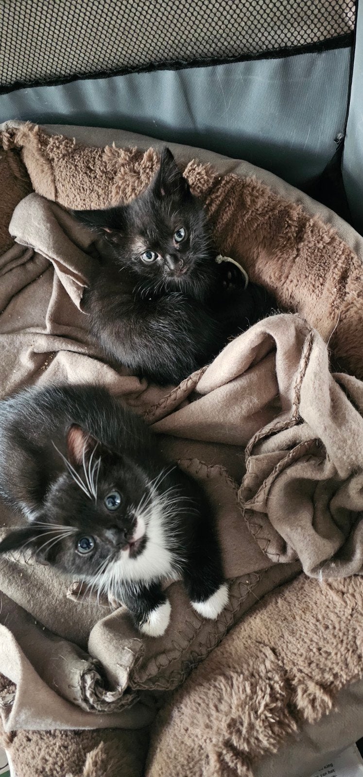 Kittens