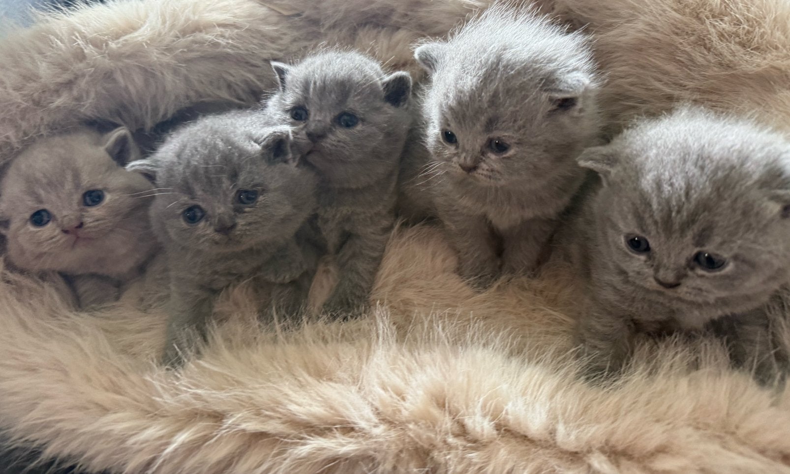 Britse korthaar met stamboom, Dieren en Toebehoren, Katten en Kittens | Raskatten | Korthaar, Poes, Met stamboom