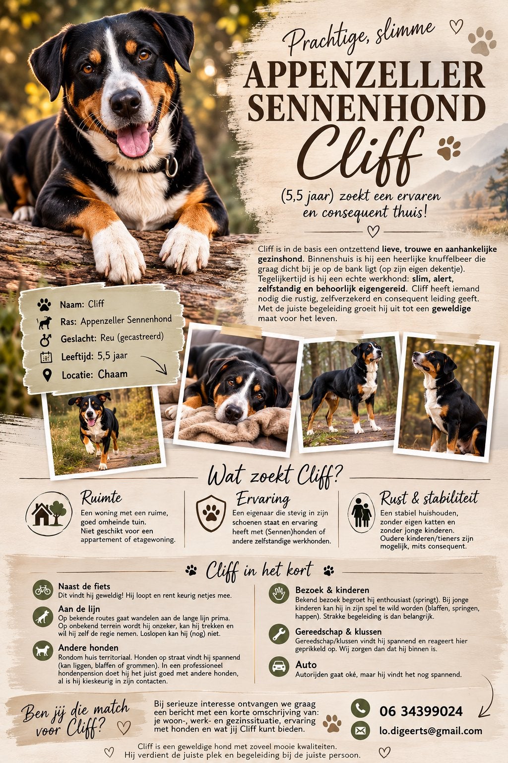 Appenzeller ter adoptie & Border Weenie pups te koop, Dieren en Toebehoren, HCC (leverziekte), 8 tot 15 weken, Meerdere, Meerdere dieren