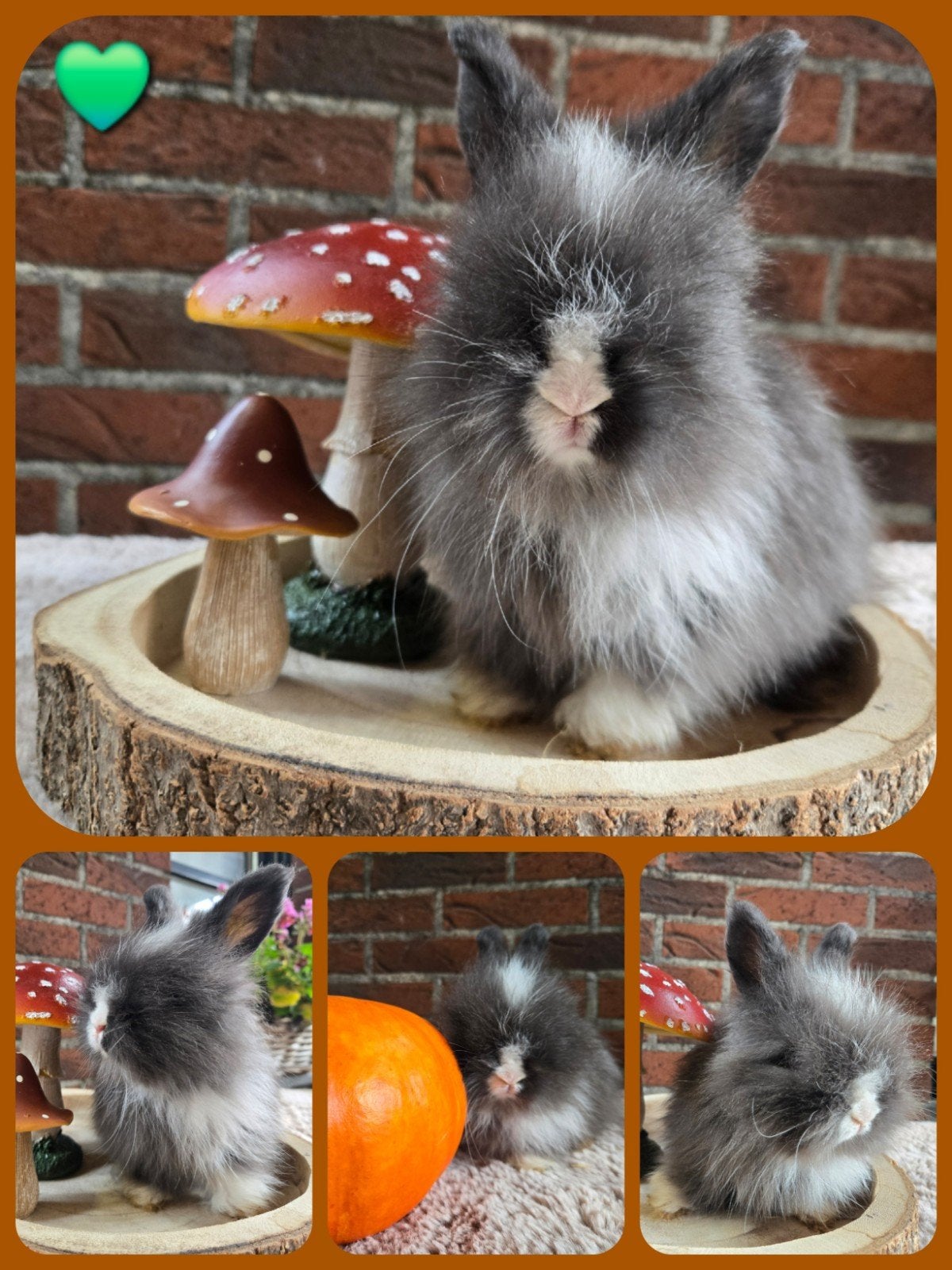 Engelse Angora, Meerdere dieren, Groot