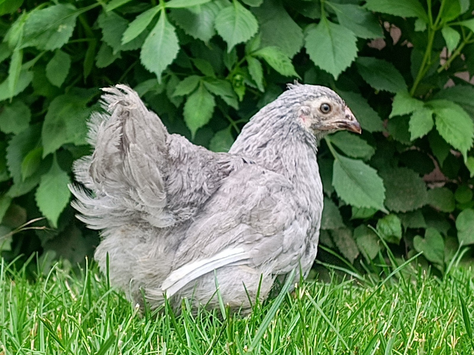 Orpington kriel, Dieren en Toebehoren, Pluimvee, Meerdere dieren, Kip