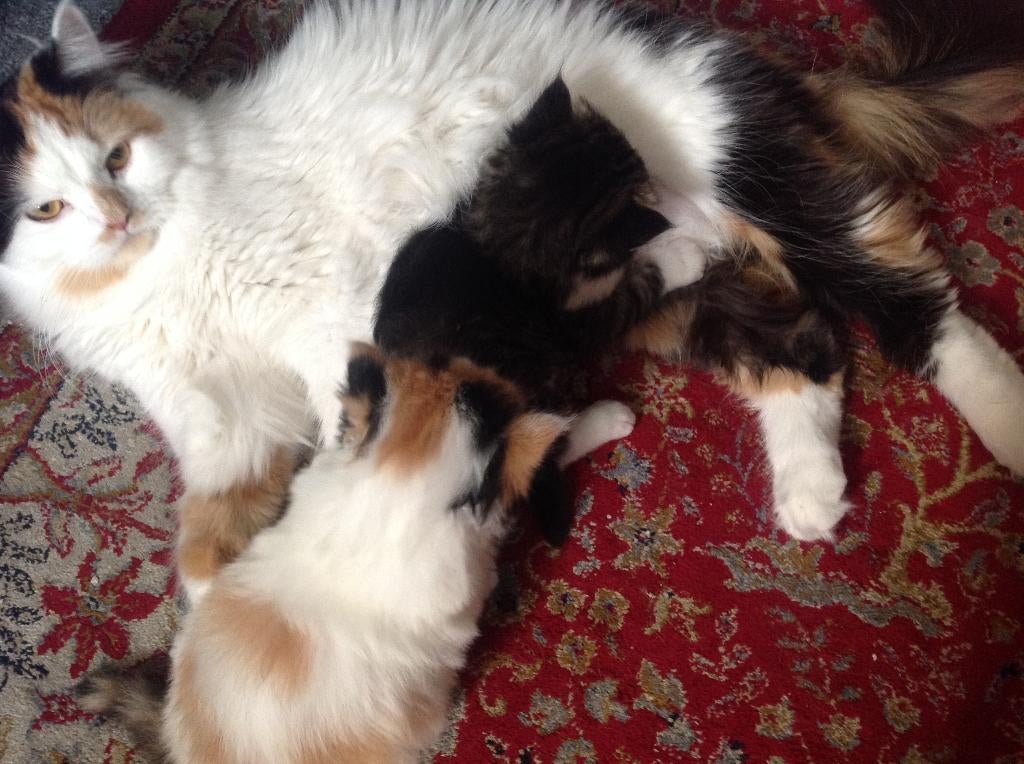Mooie kittens: Pers x Ragdoll, Dieren en Toebehoren, Katten en Kittens | Raskatten | Langhaar, Meerdere dieren, Ontwormd, 0 tot 2 jaar