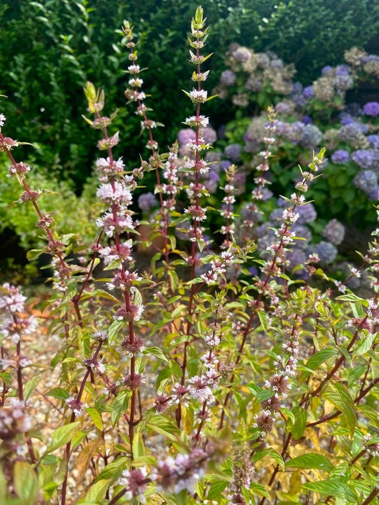 Cassismunt,  Friese Munt en 50 andere muntplanten (Mentha), Ophalen, Volle zon, Vaste plant, Kruiden