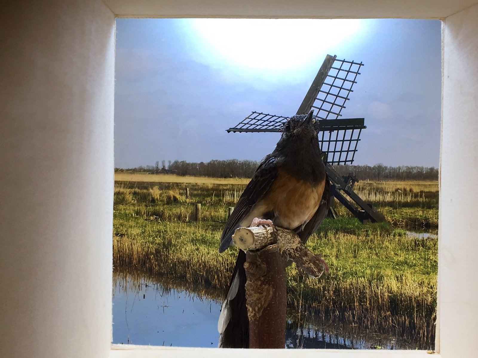 Schamalijster, Dieren en Toebehoren, Vogels | Overige Vogels, Vrouwelijk