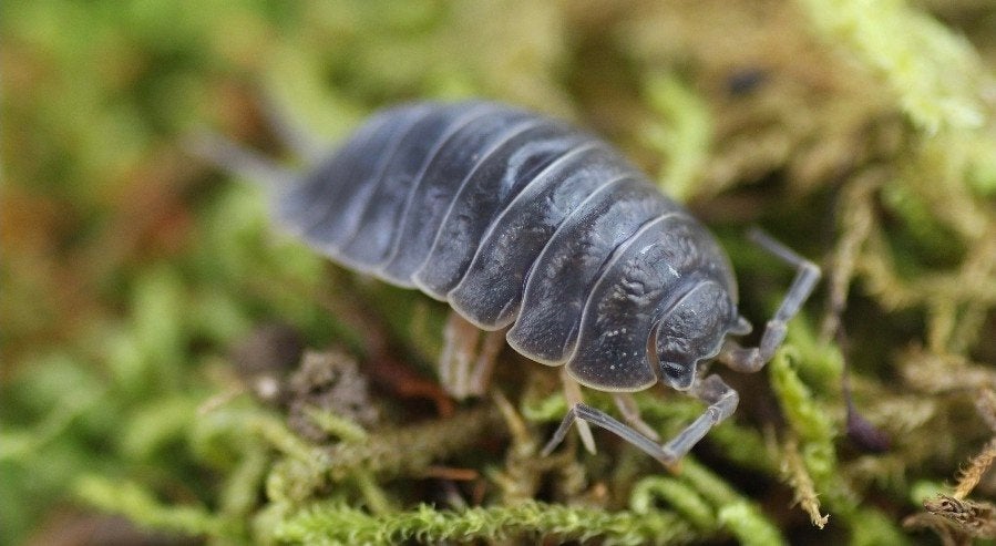 Porcellio black, Dieren en Toebehoren