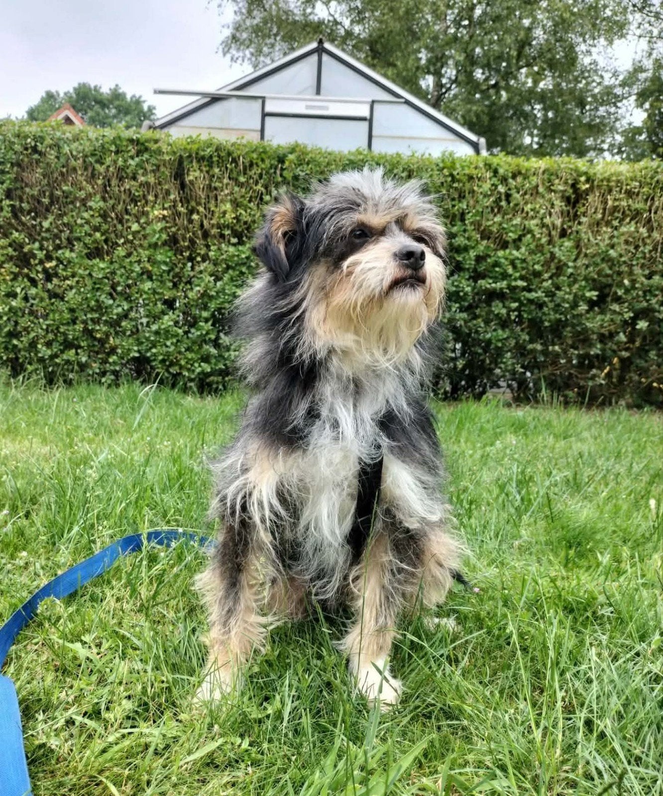Lieve grumpy ter adoptie!, Dieren en Toebehoren, Particulier, Reu, Buitenland, Parvo