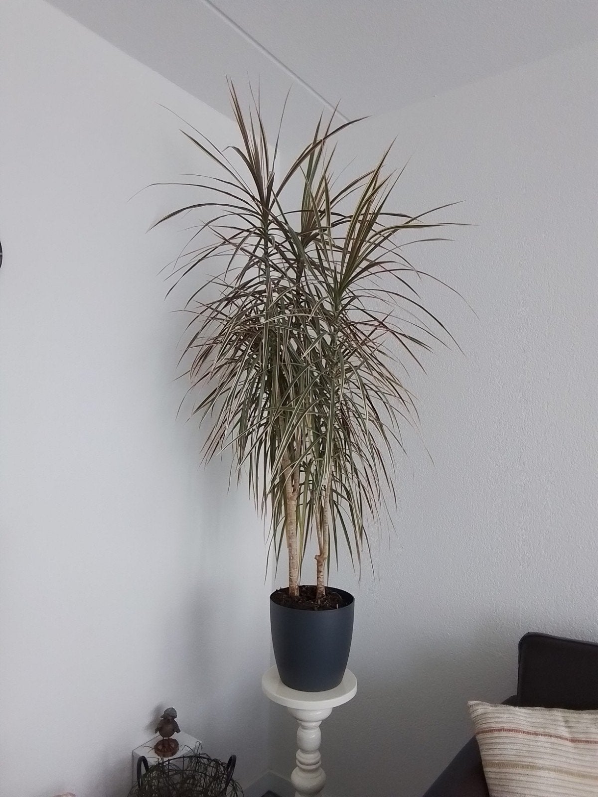 dracena, Ophalen, Overige soorten, Volle zon