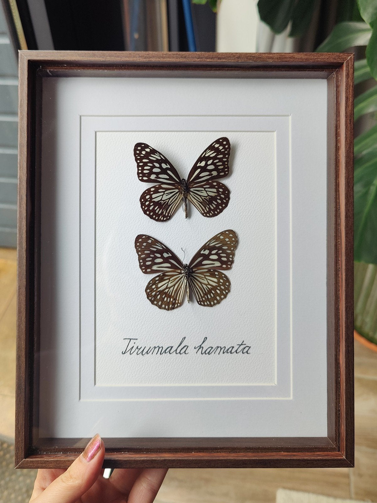 Opgezette vlinder in lijst / taxidermie - Tirumala hamata, Verzamelen, Dierenverzamelingen, Ophalen of Verzenden, Nieuw, Insect
