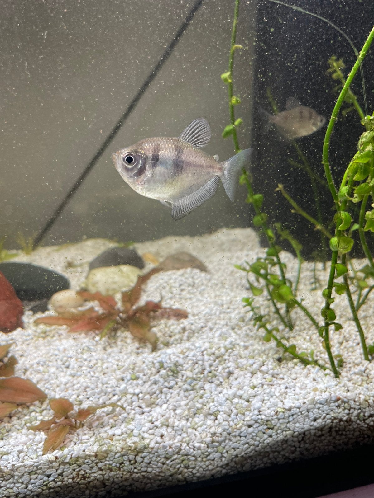 Gratis: 2 black skirt tetra’s (warmwater vis), Dieren en Toebehoren, Vissen | Aquariumvissen, Vis