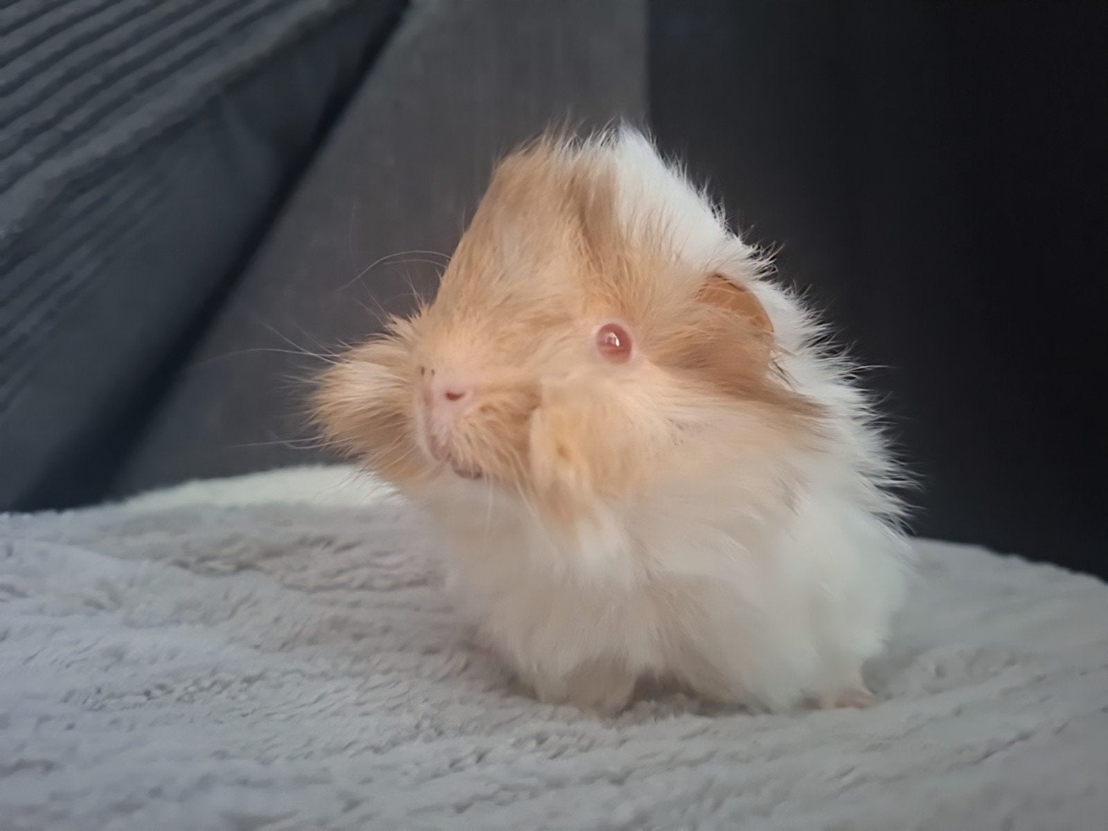 Peruvian lilac creme wit | Fokgeschikt | uit show ouders, Cavia, Juni, Mannelijk, Tam
