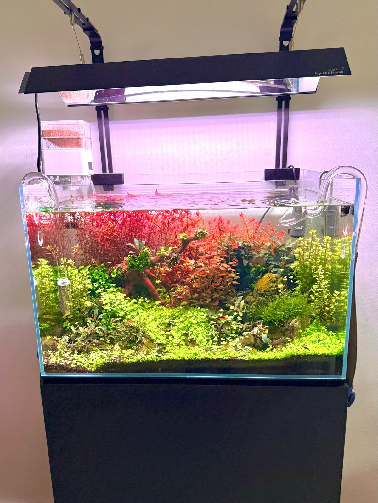 Aquariumplanten set, Dieren en Toebehoren, Ophalen, Nieuw, Plant(en), Steen of Hout