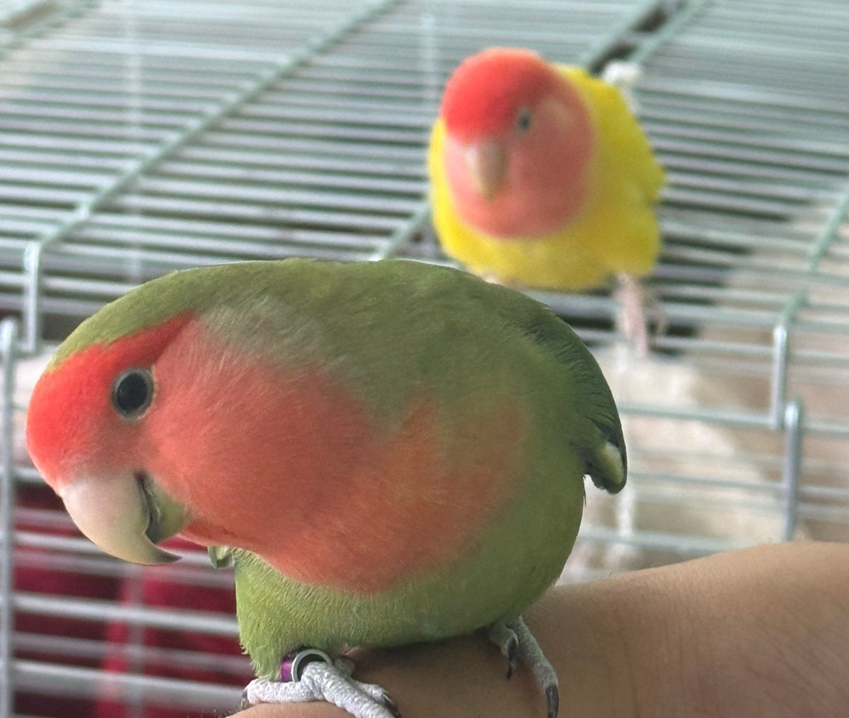 Agapornis koppel, Dieren en Toebehoren, Meerdere dieren, Dwergpapegaai of Agapornis, Tam