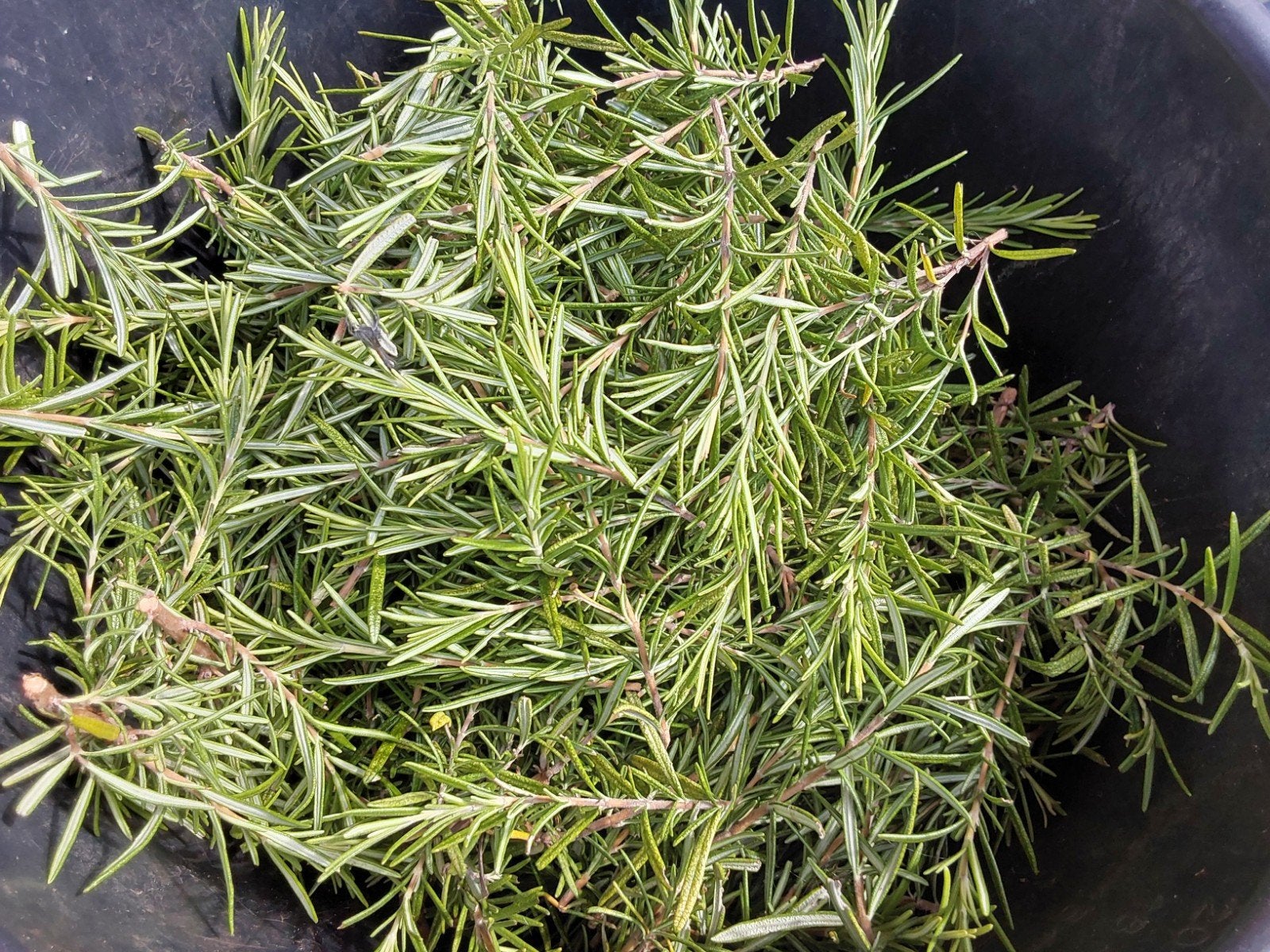 Rozemarijn - gratis af te halen, Tuin en Terras, Planten | Tuinplanten, Ophalen