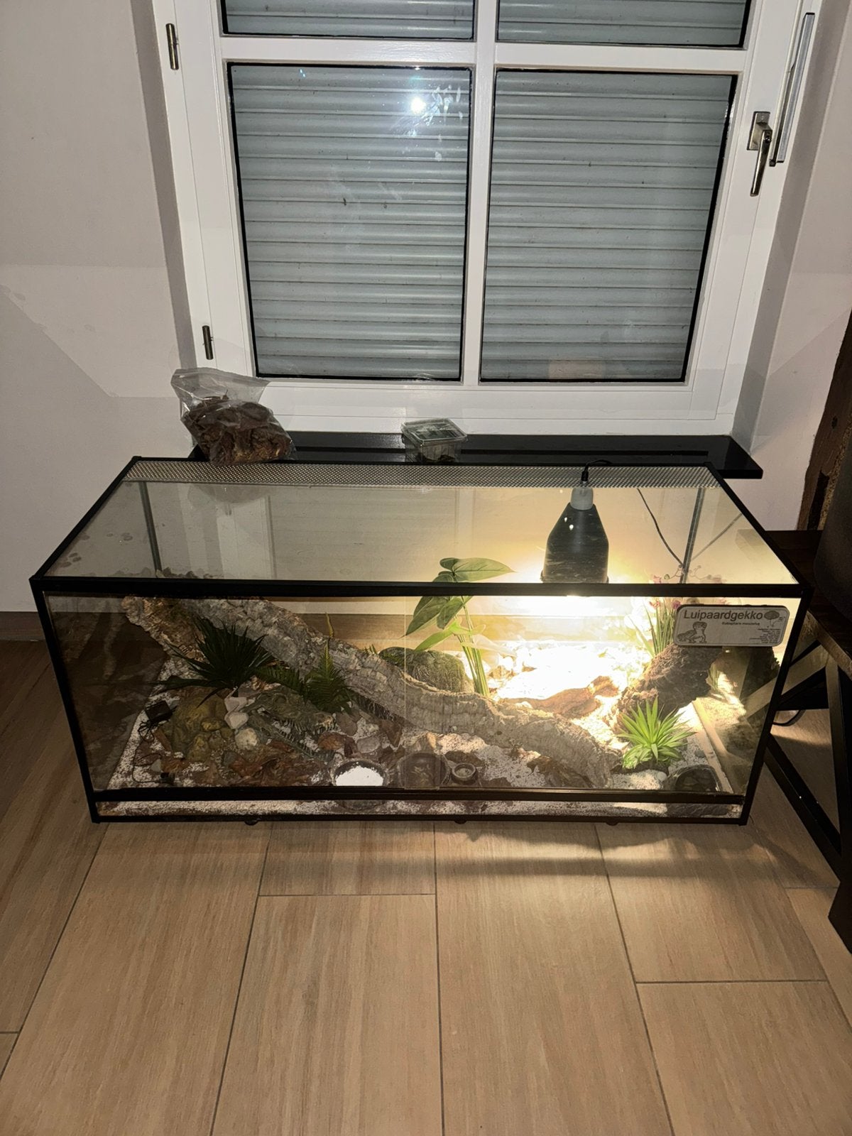 2x luipaardgekko + terrarium, Dieren en Toebehoren, Ophalen, Zo goed als nieuw