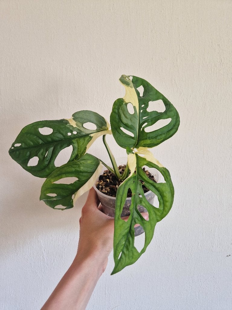 Monstera Adansonii Variegata, Huis en Inrichting, Kamerplanten, Ophalen of Verzenden, Halfschaduw, Minder dan 100 cm