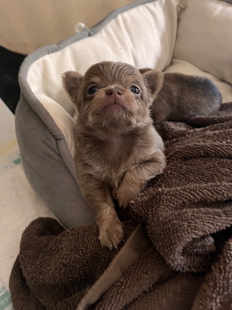 Mooie Chihuahua Pups te koop, Dieren en Toebehoren, België, Particulier, 8 tot 15 weken, Meerdere