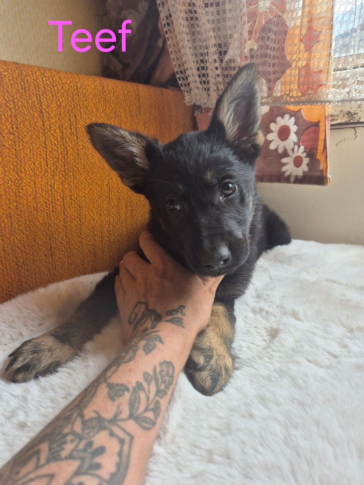 Mechelse herder x Duitse herder pups, Parvo, 8 tot 15 weken, Meerdere, Meerdere dieren