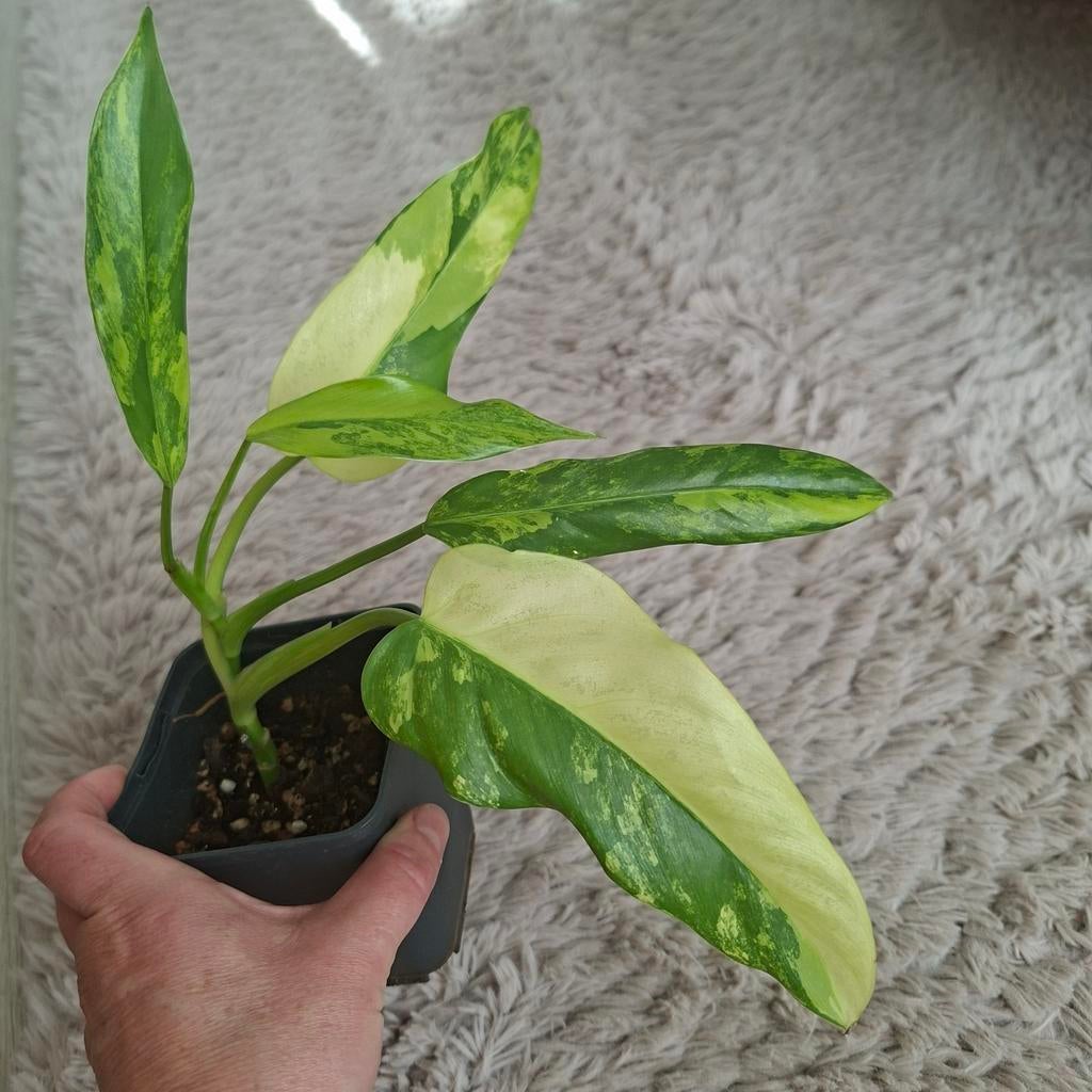 Philodendron Domesticum variegata plant, Huis en Inrichting, Kamerplanten, Ophalen of Verzenden, Halfschaduw, Minder dan 100 cm