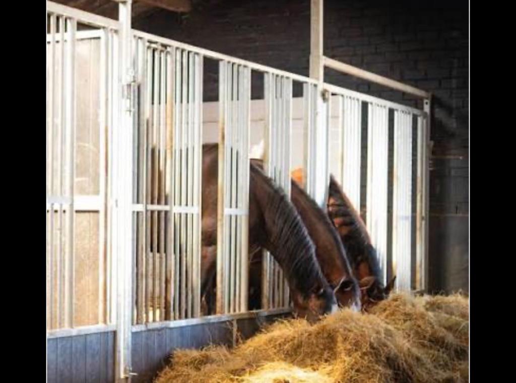 Stal en weidegang gezocht voor 24 jarige tinker merrie, Dieren en Toebehoren, Stalling en Weidegang, Weidegang