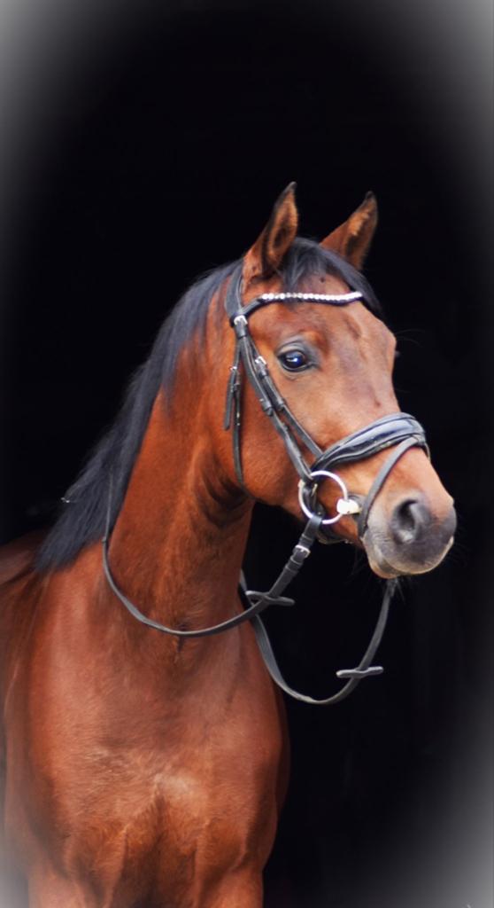 Leuke E Pony te koop, Dieren en Toebehoren, Pony's, Ruin, Zadelmak, Met stamboom, 3 tot 6 jaar
