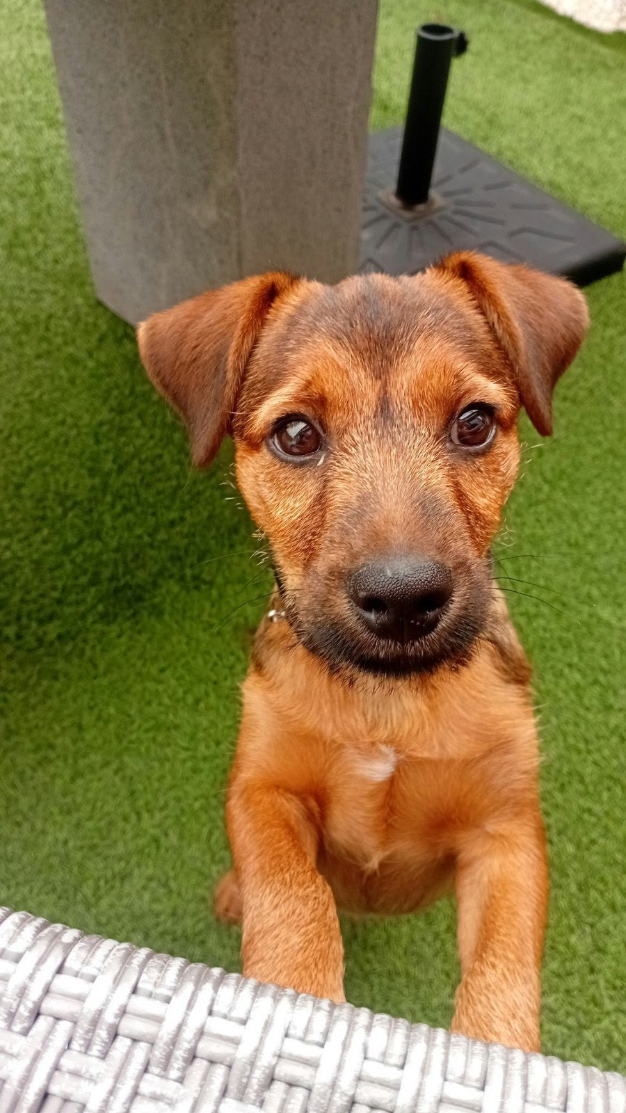 jack Russel bul Terrier, Dieren en Toebehoren, Reu, Eén hond, CDV (hondenziekte), Nederland