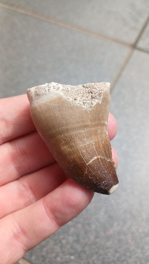 Grote Mosasaurus tand fossiel uit Marokko dinosaurus, Ophalen of Verzenden, Fossiel