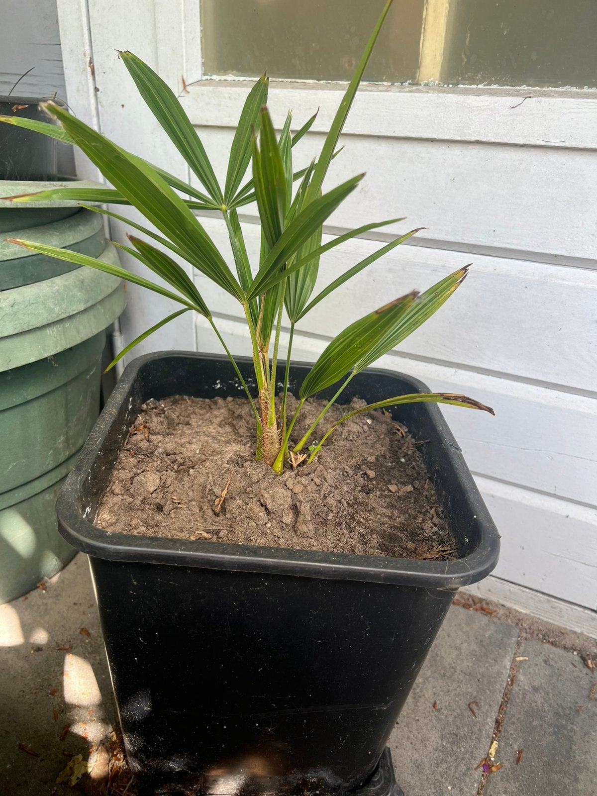 Palmboom Trachycarpus Fortunei, Ophalen of Verzenden, Bloeit niet, Overige soorten, Volle zon