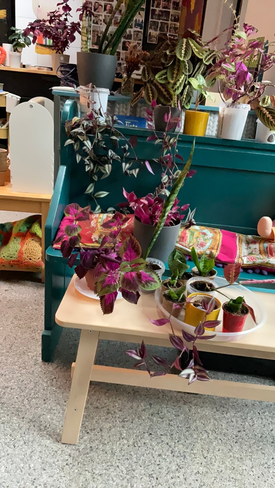Diverse stek plantjes, Ophalen, Halfschaduw, Minder dan 100 cm