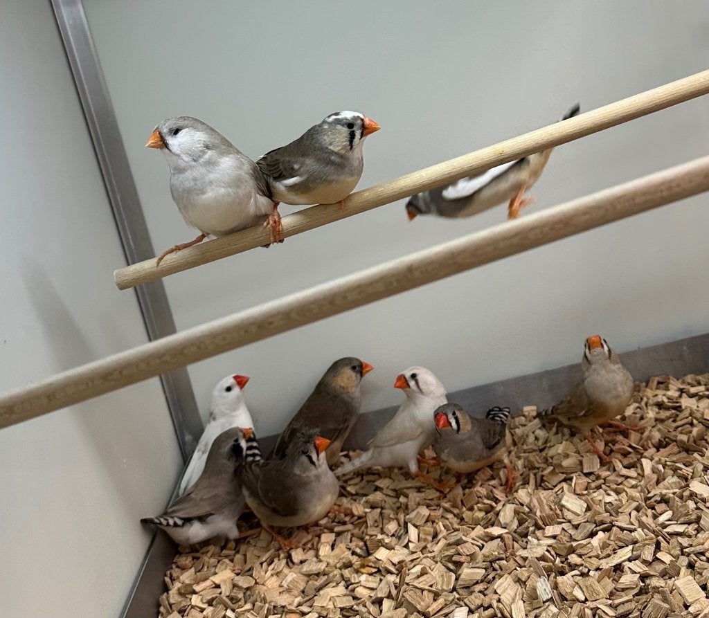 Zebravinken koppels, Dieren en Toebehoren, Vogels | Overige Vogels, Meerdere dieren, Tropenvogel