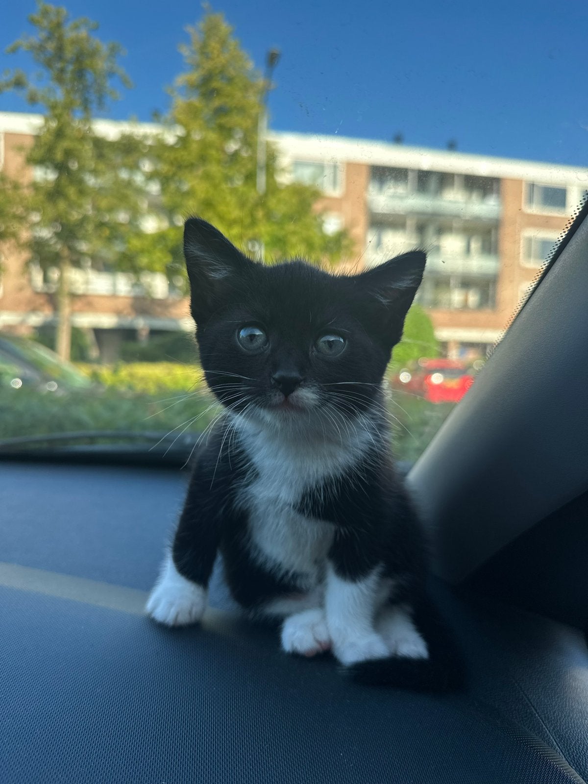 Kitten, Poes, 0 tot 2 jaar