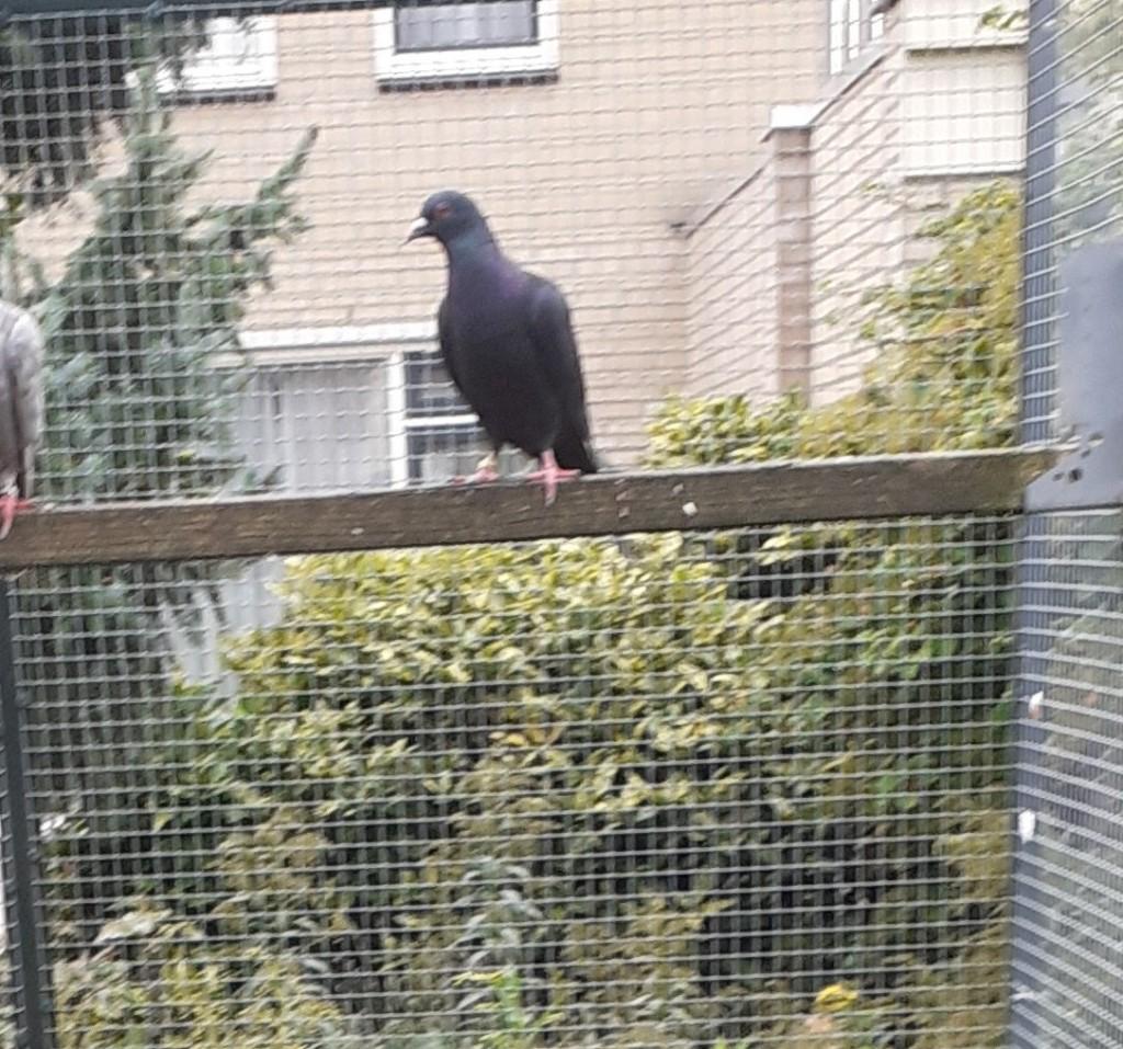 Zwarte kleurpostduiven, Meerdere dieren, Postduif