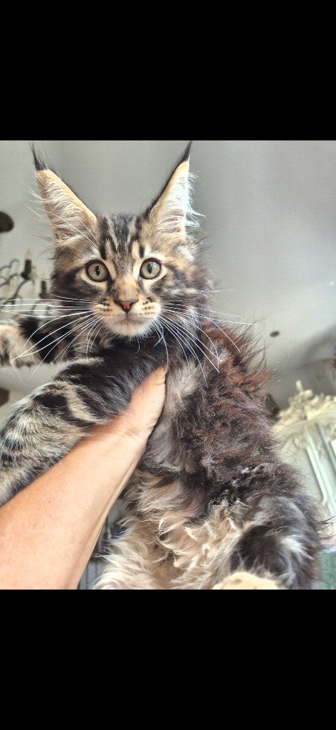 Maine coon girl, Dieren en Toebehoren, Katten en Kittens | Raskatten | Langhaar, Poes, Ontwormd, 0 tot 2 jaar