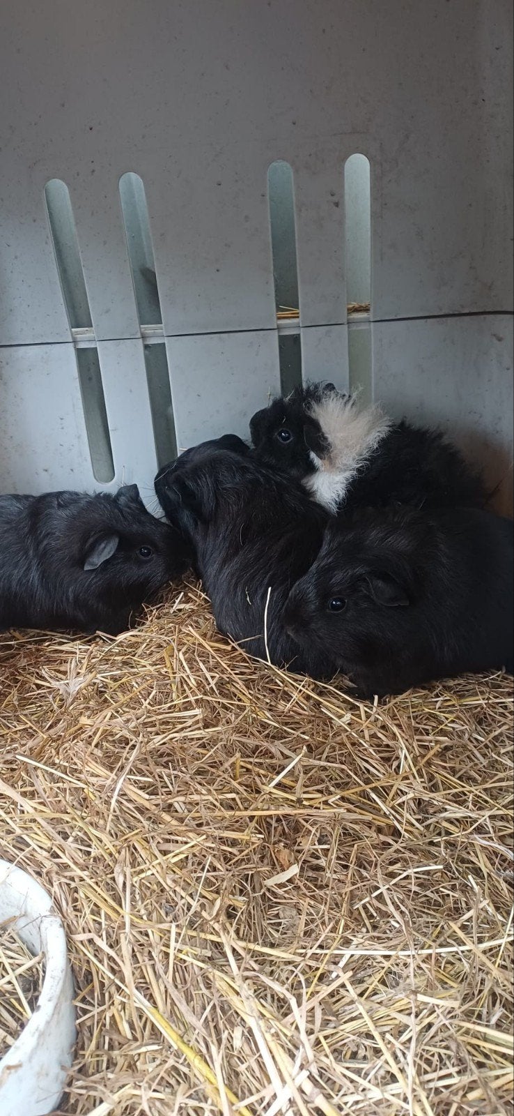4 Jonge Cavia’s te Koop 
Leuke jonge cavia’s beschikbaar!, Mei, Meerdere dieren, Cavia