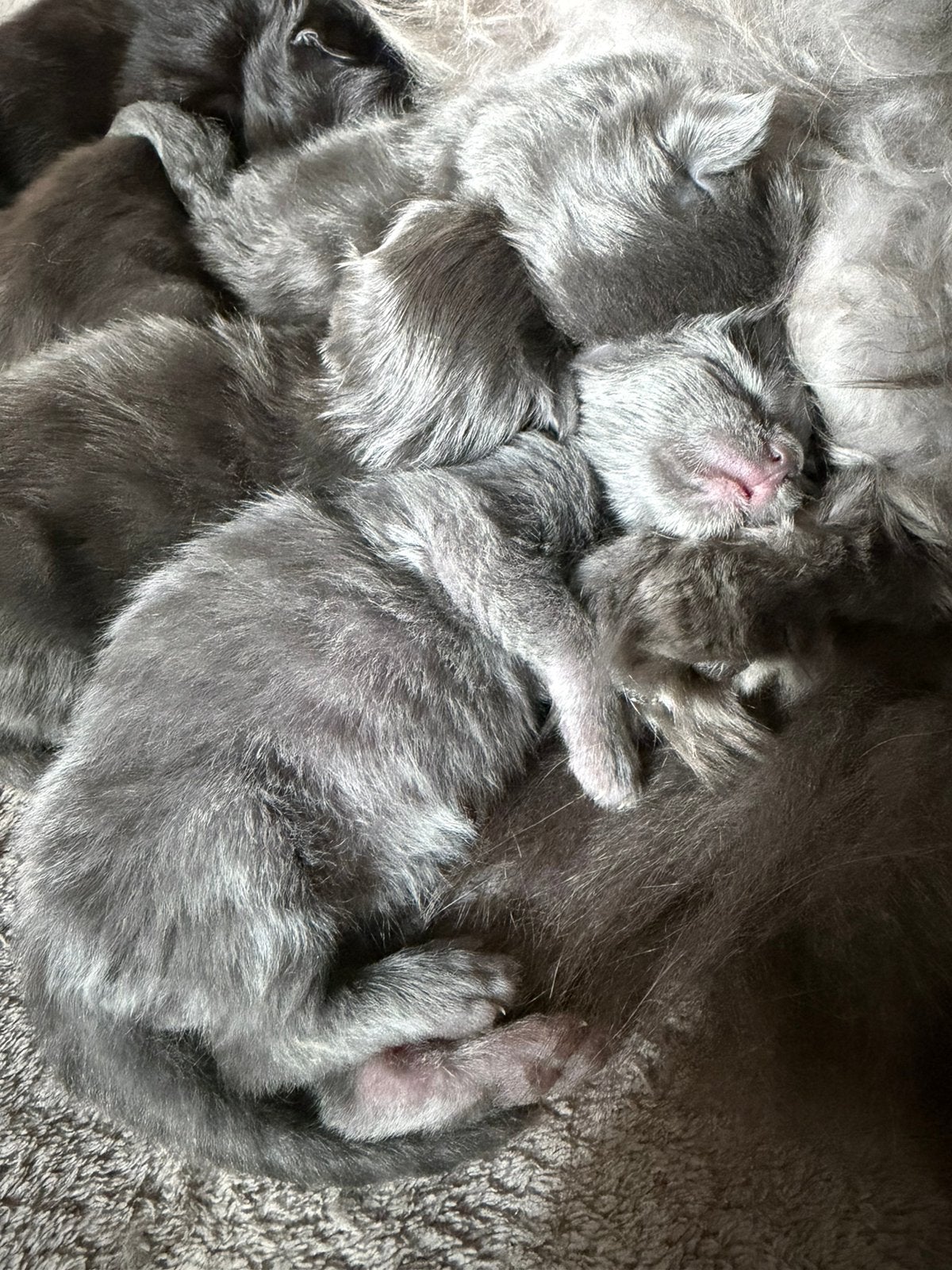 Maine Coon kittens blue, Dieren en Toebehoren, Meerdere dieren, Gechipt, 0 tot 2 jaar