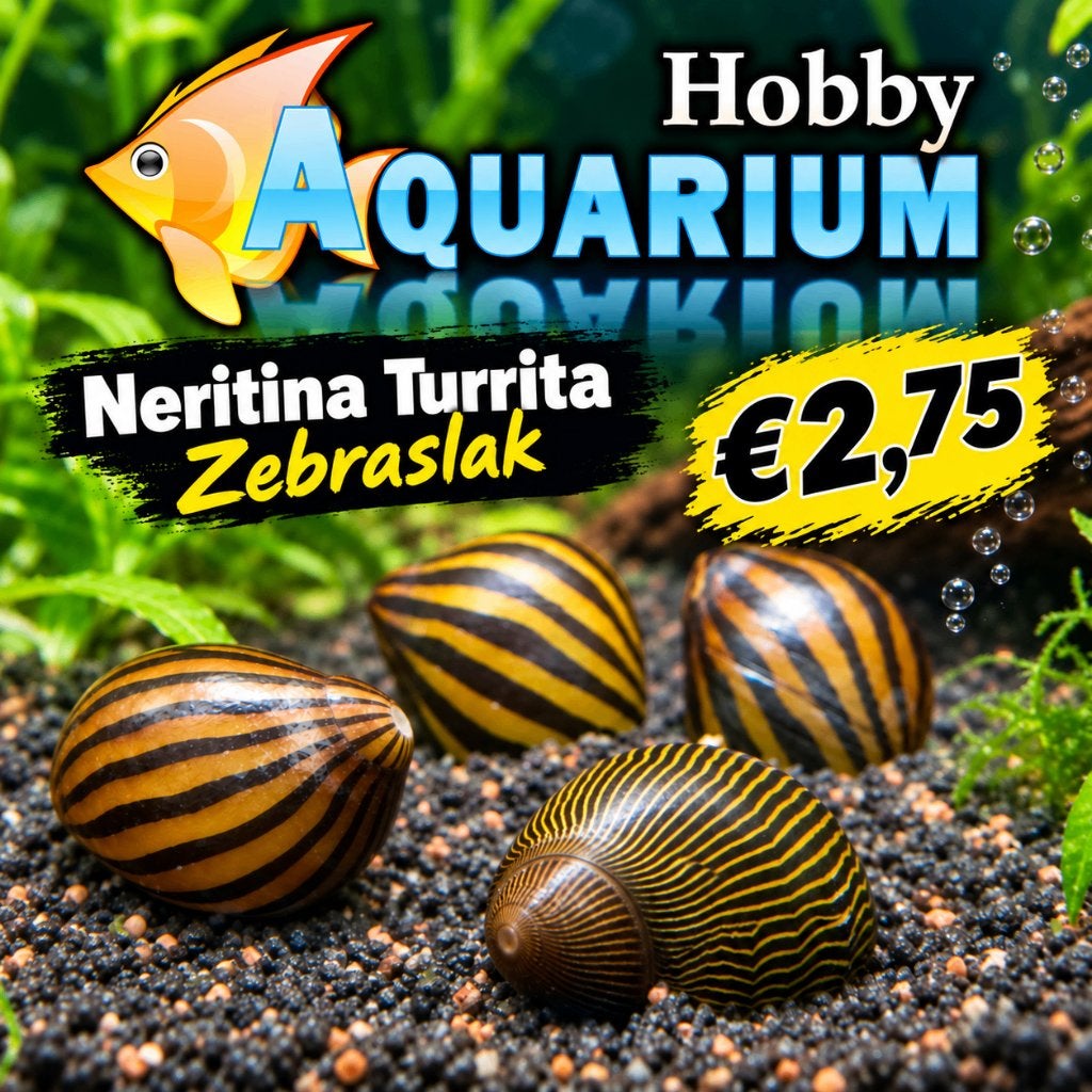Hobbyaquarium Neritina Turrita / Zebraslak / algeneters, Slak of Weekdier, Zoetwatervis