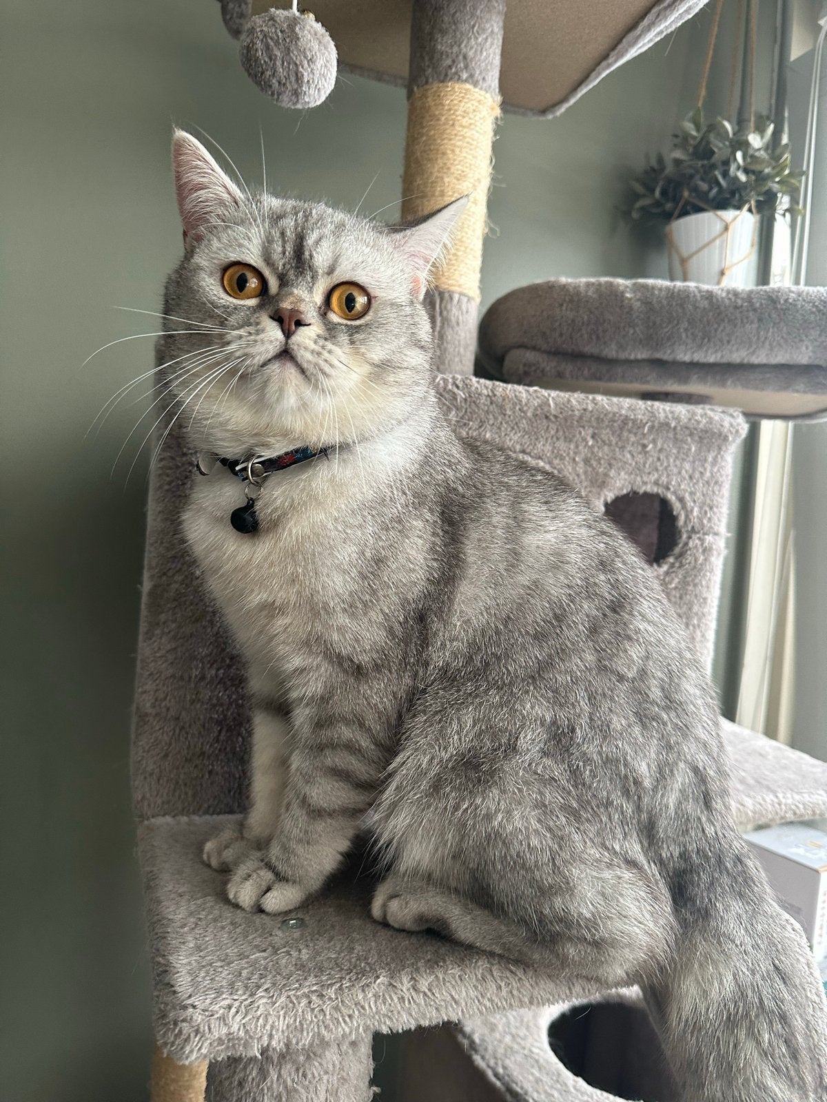 Mooie Britse Korthaar dekkater Cappuccino -NIET TE KOOP-, Dieren en Toebehoren, Kater, Kortharig