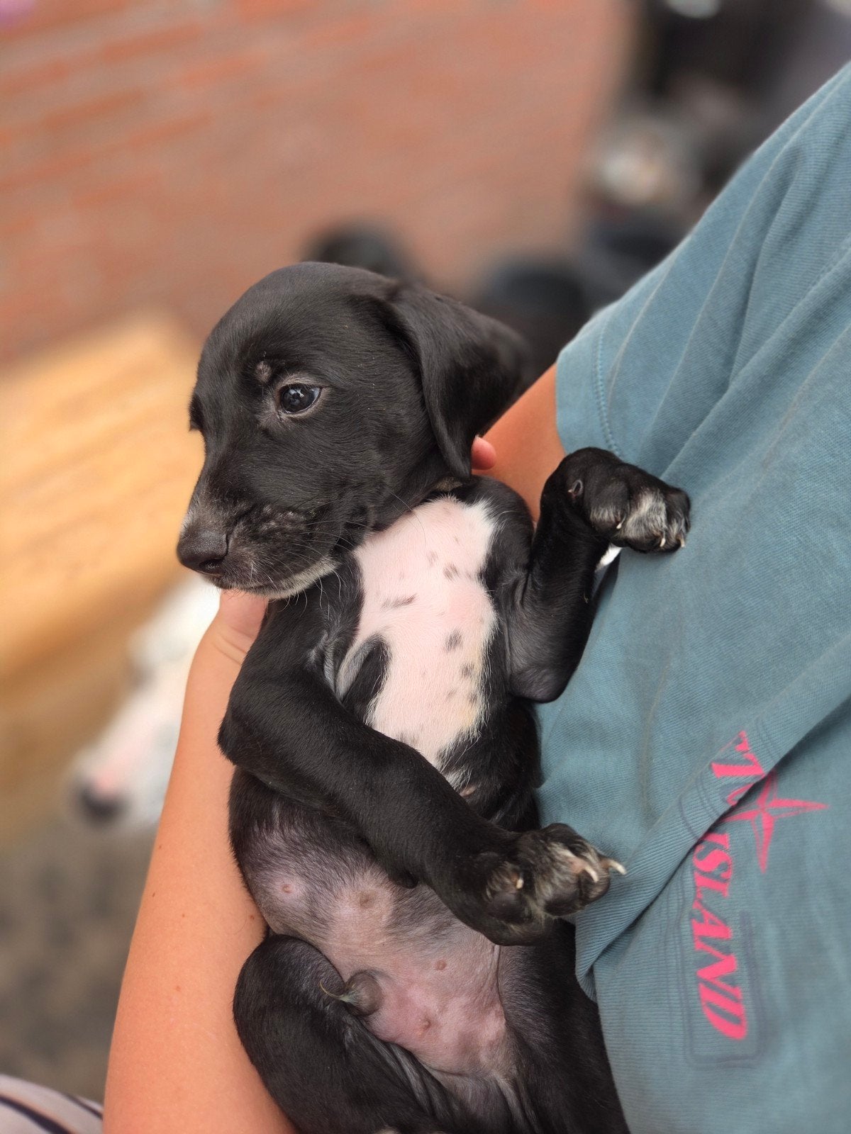 Prachtige Labradoodle x Dalmatiër pups zoeken gouden mandje!, Dieren en Toebehoren, Honden | Niet-rashonden, 8 tot 15 weken, Groot