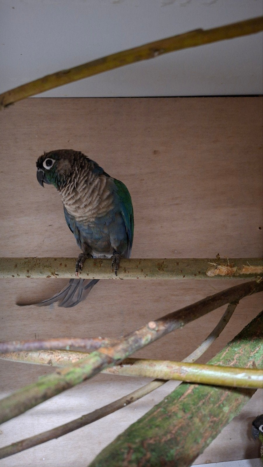 Koppel pyrrhura 2024 2025, Dieren en Toebehoren, Meerdere dieren, Parkiet, Geringd