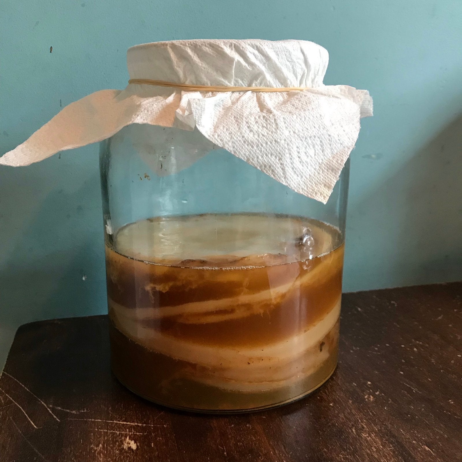 Zeer actieve kombucha scoby met handleiding, Diversen, Levensmiddelen, Ophalen