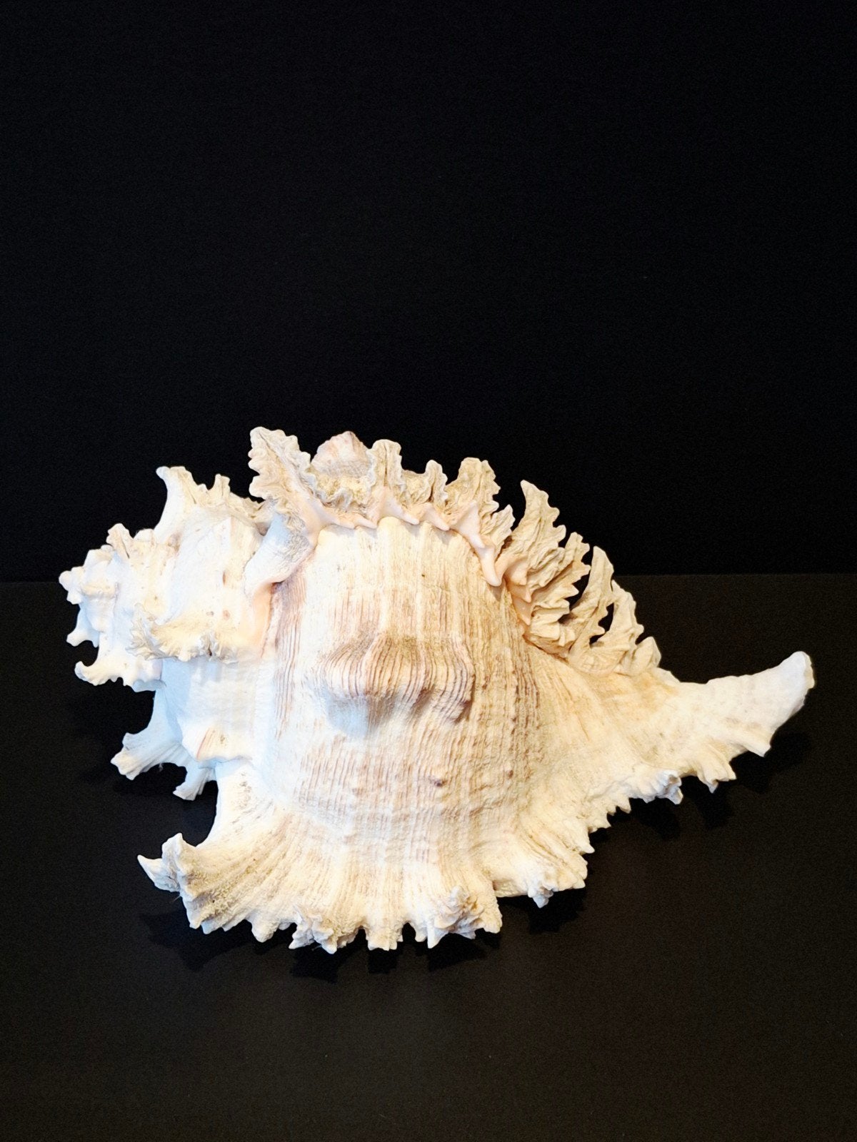 Grote decoratieve zeeschelp - Murex Ramosus, Ophalen of Verzenden, Gebruikt